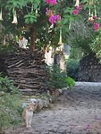 Old Town Kardamyli!