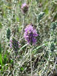 Wilde lavendel!