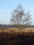 Winter op de heide!