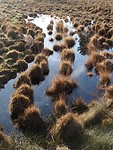Het is nat op de heide!