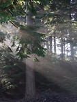 Zonlicht tussen de bomen!