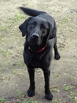 Onderweg een leuk hondje!