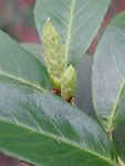 De Rhododendrons lopen al uit!