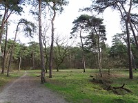 Loonse en Drunense duinen!