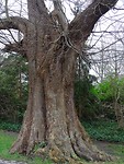 De 250 jaar oude Lindeboom!