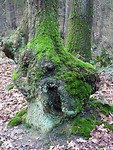 Kunst van de Natuur!