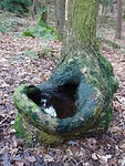 Kunst van de Natuur!