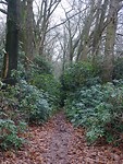 Rhododendrons!