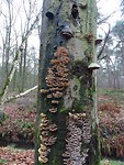 Kunst van de natuur!