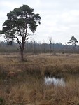 Natte heide!