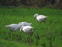 Witte Ganzen!