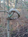 Boom in de knoop!