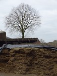 Eén van de vele mesthopen!