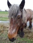 Belgisch Trekpaard!