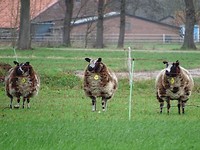 Drie op een rij!