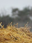 Dampende mesthoop!