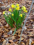 Wilde Narcissen! Gewoon of Ongewoon?