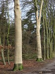 Bomen met een verbandje! Ongewoon?