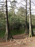 Gewoon mooie bomen!