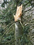Storm Dennis! Ongewoon?