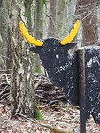 El Toro in het bos! Ongewoon?