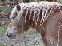Pony met rasta! Ongewoon?