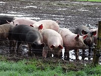 Weidevarkens!