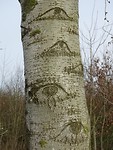 Boom met ogen! Kunstwerk van de natuur!