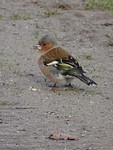 Vink!