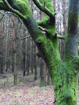 Somber en geheimzinnig!