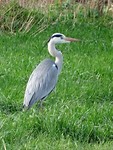 Blauwe Reiger!