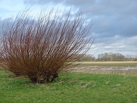 De Polder!