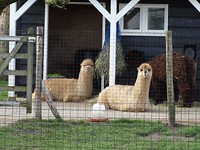 Leuke huisdieren!