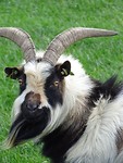 Groeten van de Meisjes uit de Polder!
