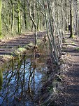 Zo nat in het bos!
