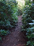 Tussen de Rhododendrons!
