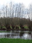Bomen zwemmen in het water!