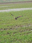 Roofvogel!