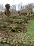 Griend naast het Almbos!