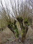 Wilgenhakhout!