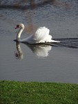 Zwaan!
