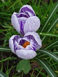 Krokus!