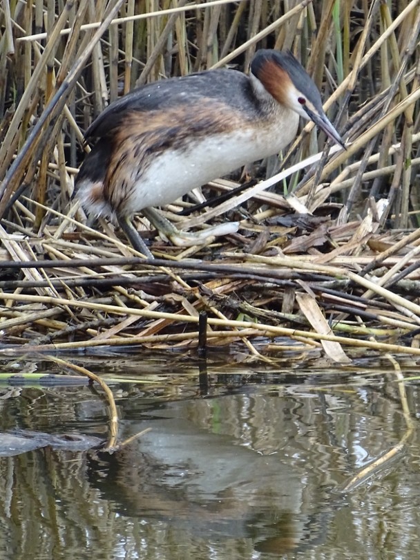 Op nest!