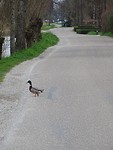 Voordijk!