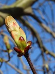 Knop Kastanjeboom!