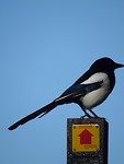 Ekster op Wandelpaal!