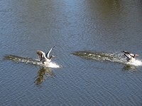 Landing in de gracht!
