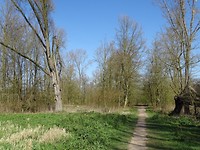 Het saaie Lingebos!