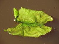 Zomaar!