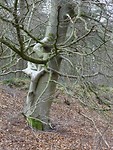 Kunst van de Natuur! Omhelzing!